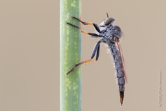 Cerdistus erythrurus