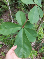 Pseudobombax ellipticum