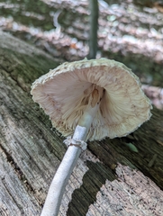 Macrolepiota procera