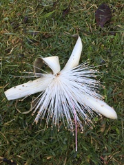 Pseudobombax grandiflorum