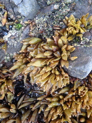 Halosaccion glandiforme