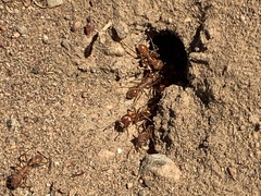 Pogonomyrmex californicus