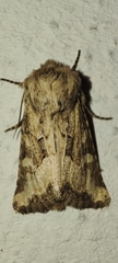 Luperina dumerilii