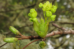Acer platanoides
