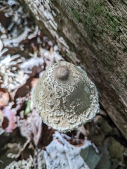 Macrolepiota procera