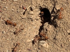 Pogonomyrmex californicus