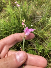 Agalinis linifolia