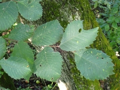 Ulmus laevis