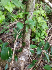 Pseudobombax ellipticum