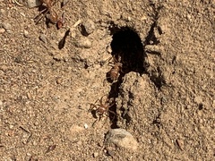 Pogonomyrmex californicus