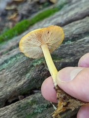 Pluteus chrysophlebius