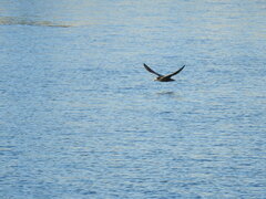 Macronectes giganteus