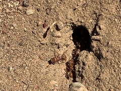 Pogonomyrmex californicus
