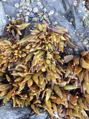 Halosaccion glandiforme