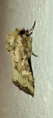 Luperina dumerilii