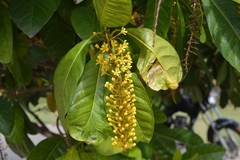 Lophanthera lactescens