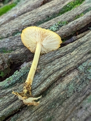 Pluteus chrysophlebius