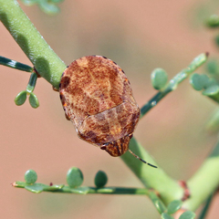 Sphyrocoris obliquus