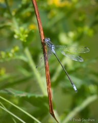 Lestes disjunctus