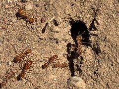 Pogonomyrmex californicus