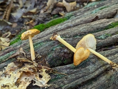 Pluteus chrysophlebius