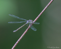 Lestes