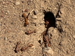 Pogonomyrmex californicus