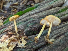 Pluteus chrysophlebius