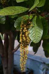 Lophanthera lactescens