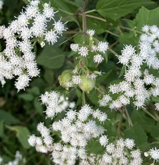 Schizomyia eupatoriflorae