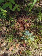 Angiospermae