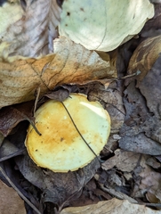 Pluteus chrysophlebius