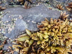 Halosaccion glandiforme