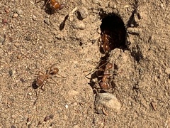 Pogonomyrmex californicus