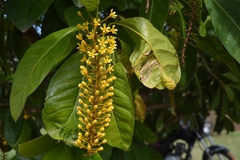 Lophanthera lactescens