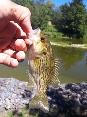 Ambloplites rupestris