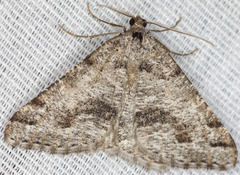 Macaria colata