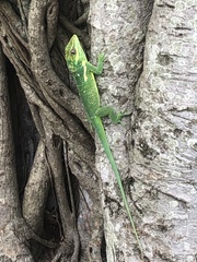 Anolis equestris