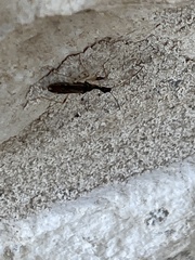 Myodocha serripes