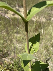 Silphium perplexum