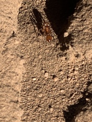 Pogonomyrmex californicus