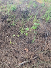 Muehlenbeckia hastulata