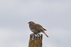 Emberiza calandra