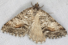 Macaria colata