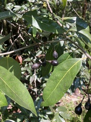 Nectandra coriacea