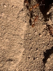 Pogonomyrmex californicus