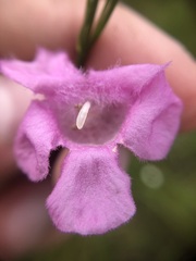 Agalinis linifolia