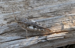 Acrotylus