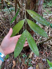 Zamia prasina