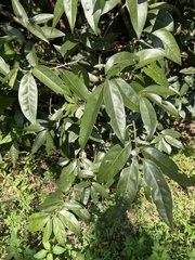 Nectandra coriacea